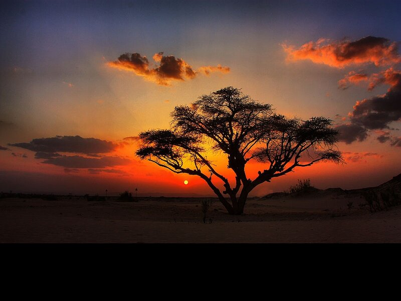 Silhouette of Tree — Orange, Dramatic, Sunset