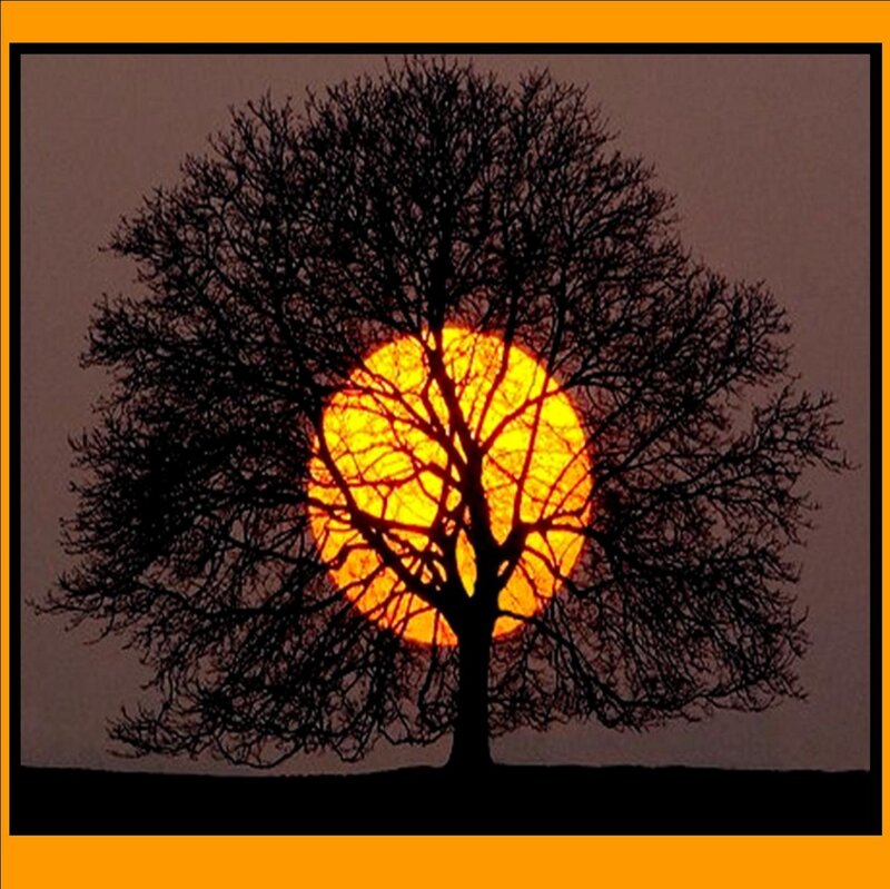 Silhouette of Tree — Orange, Dramatic