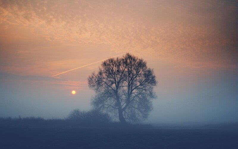 Silhouette of Tree — Orange, Serene, Sunrise, Photograph, Sun
