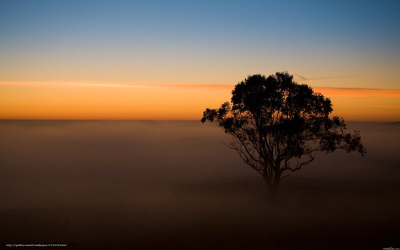 Silhouette of Tree — Orange, Serene, Sunset, Photograph, Fog