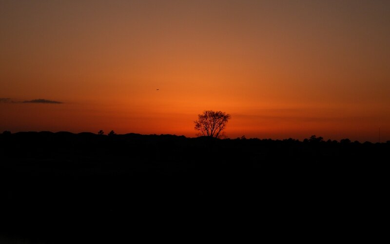 Silhouette of Tree — Orange, Serene, Sunset, Photograph, Sky, Horizon