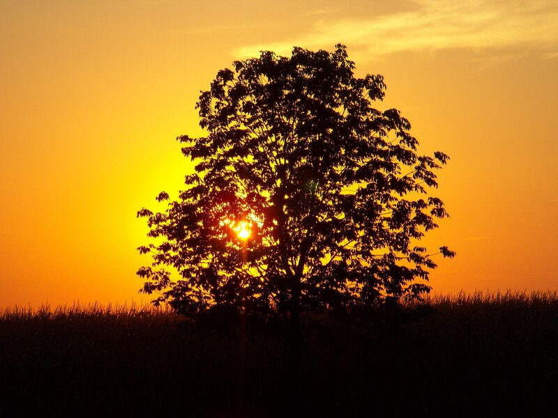 Silhouette of Tree — Orange, Serene, Sunset, Photograph, Sun, Sky