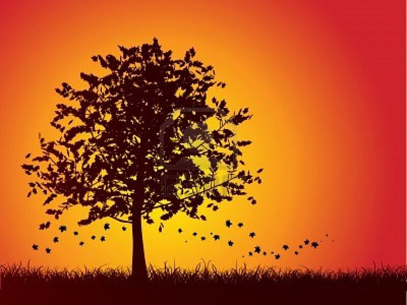 Silhouette of Tree — Orange, Serene, Sunset