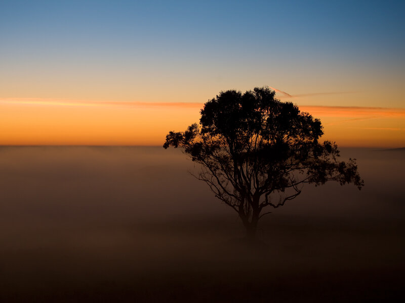 Silhouette of Tree — Orange, Serene