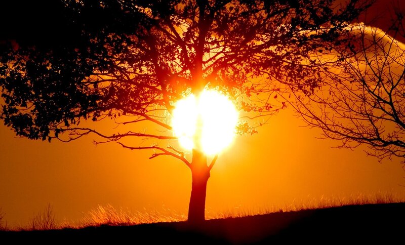 Silhouette of Tree — Orange