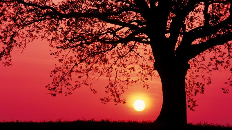 Silhouette of Tree — Pink