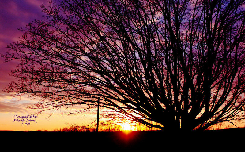 Silhouette of Tree — Purple, Dramatic