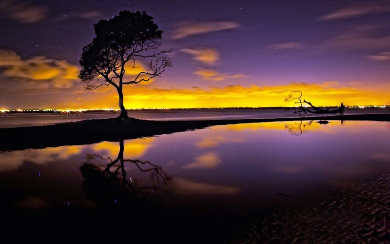 Silhouette of Tree — Purple, Serene, Night