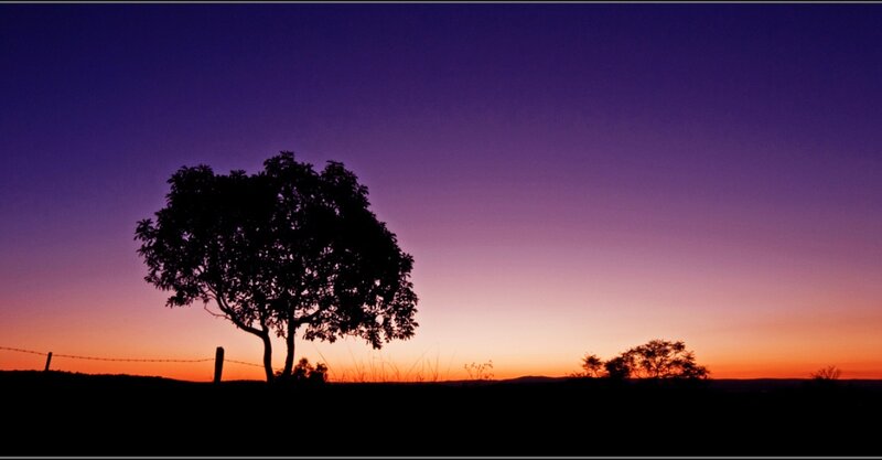 Silhouette of Tree — Purple, Serene