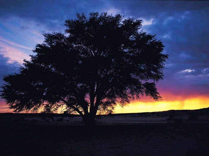 Silhouette of Tree — Purple