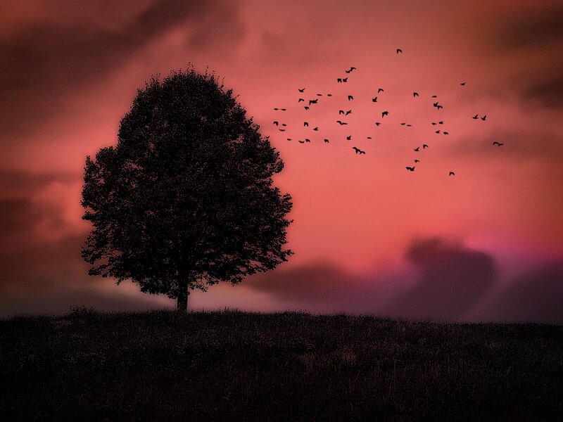 Silhouette of Tree — Red, Dramatic, Sunset, Photograph, Birds