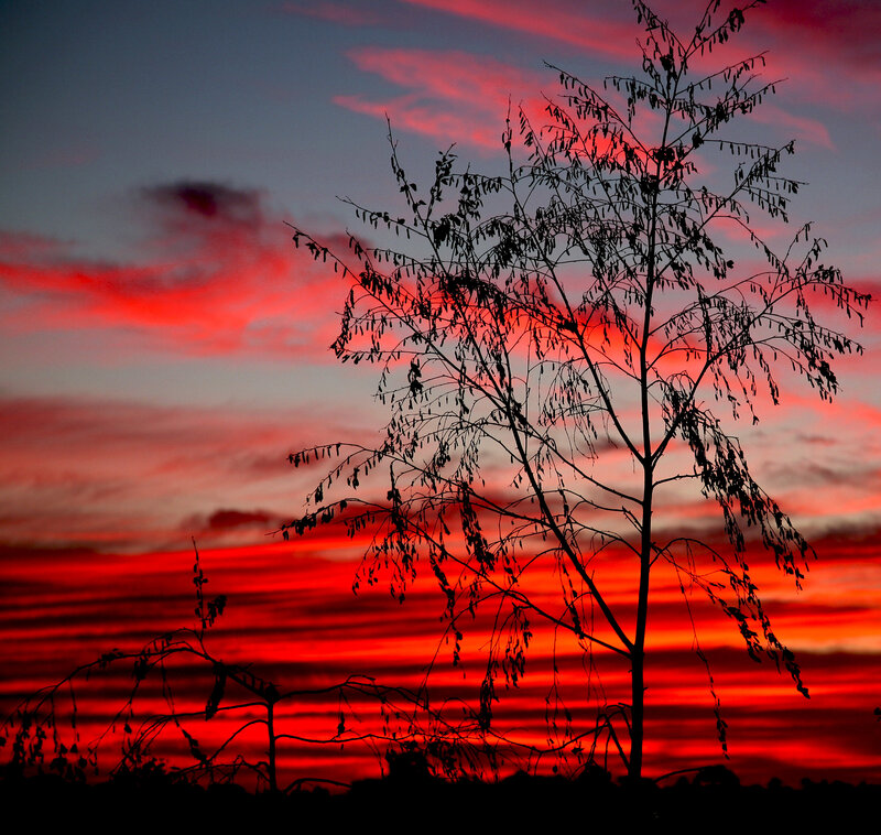 Silhouette of Tree — Red, Dramatic, Sunset, Photograph, Sky