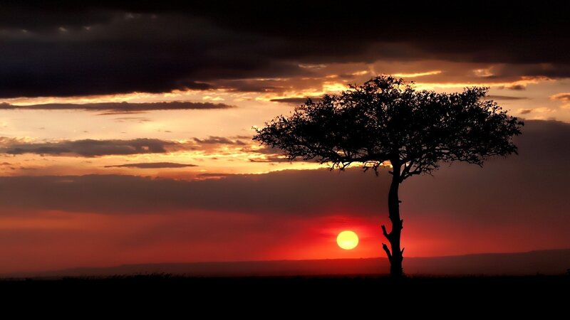 Silhouette of Tree — Red, Dramatic, Sunset, Photograph, Sun