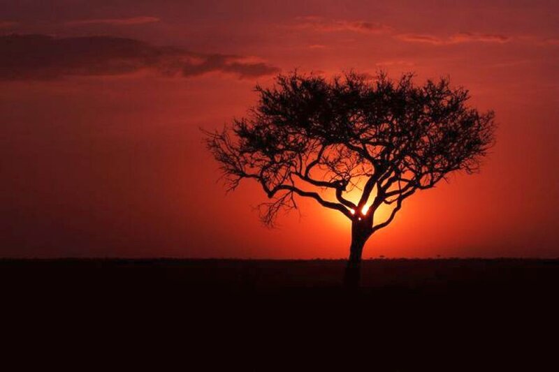 Silhouette of Tree — Red, Dramatic