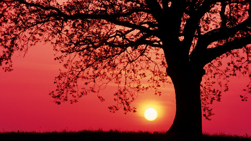 Silhouette of Tree — Red, Serene