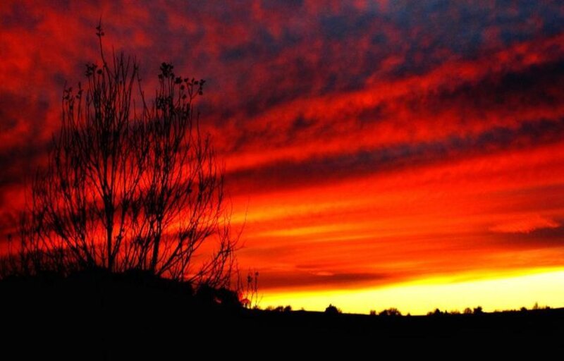 Silhouette of Tree — Red