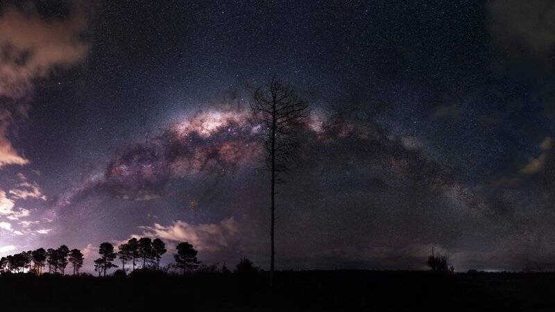 Silhouette of Tree under Stars — Black