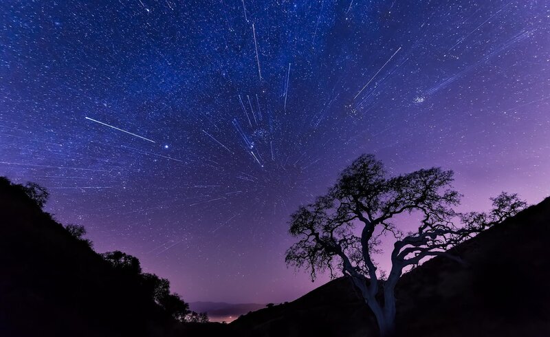 Silhouette of Tree under Stars — Blue