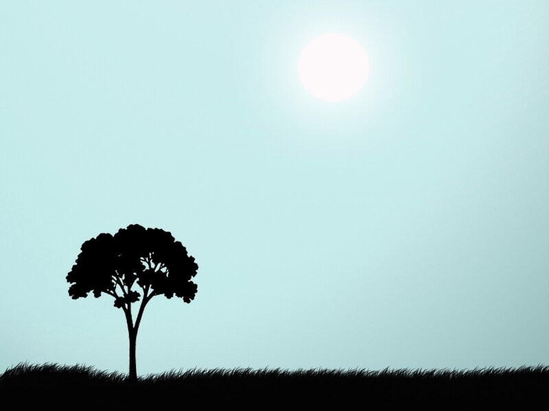 silhouette of tree under sun