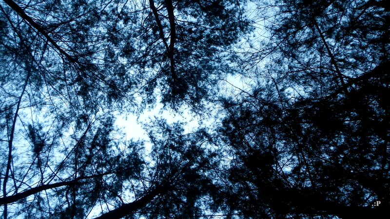 silhouette of trees against sky