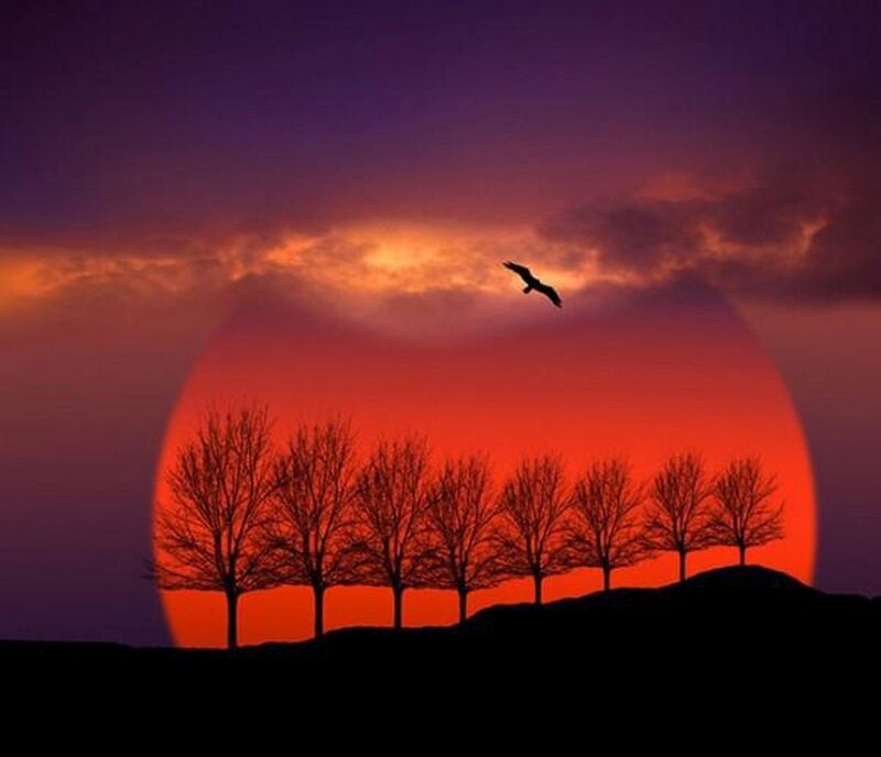 Silhouette of Trees and Bird — Red