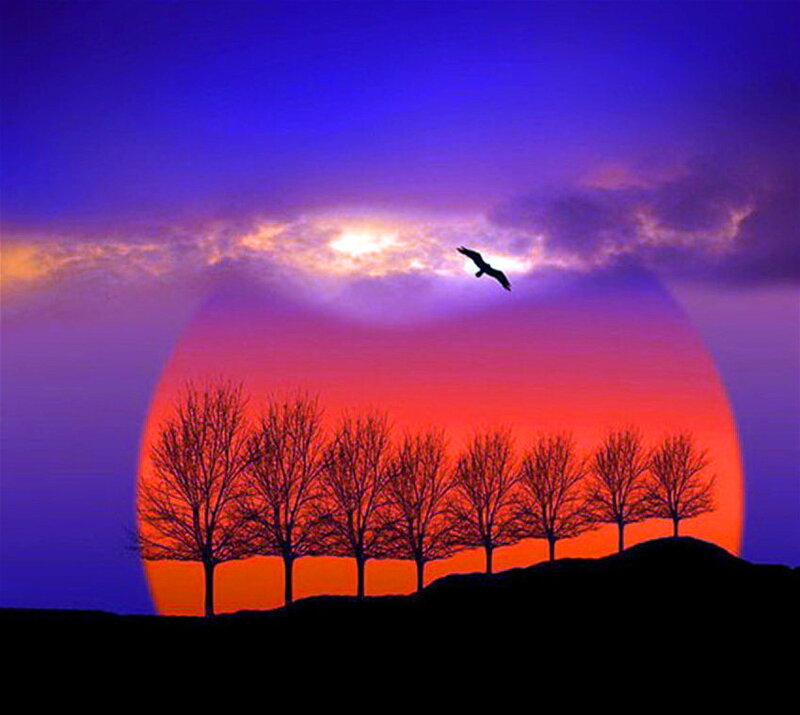 Silhouette of Trees and Bird
