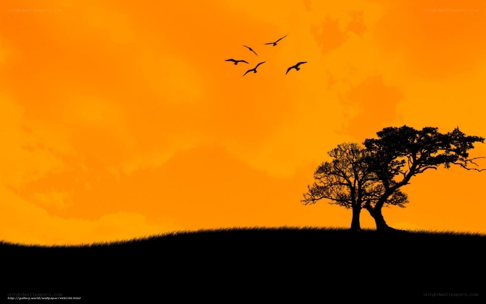 Silhouette of trees and birds at sunset