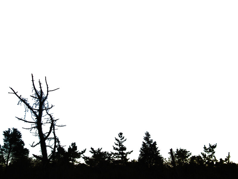 silhouette of trees at dusk