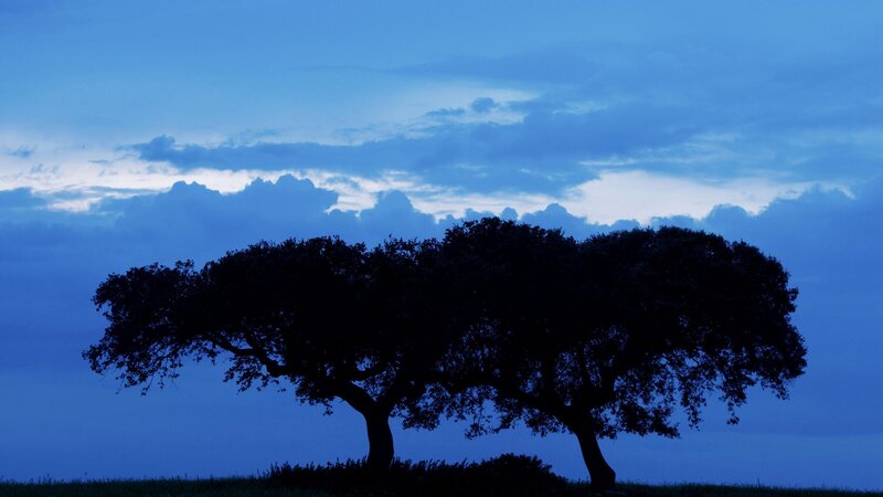 silhouette of trees at dusk
