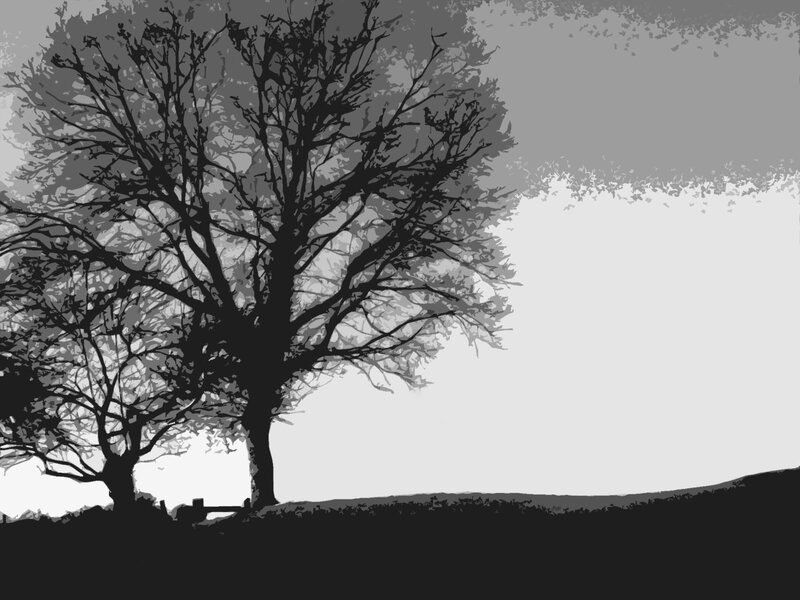 Silhouette of trees at dusk
