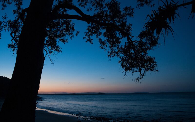 Silhouette of trees at dusk