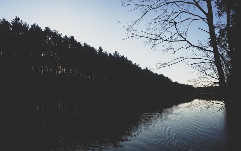 Silhouette of trees at dusk