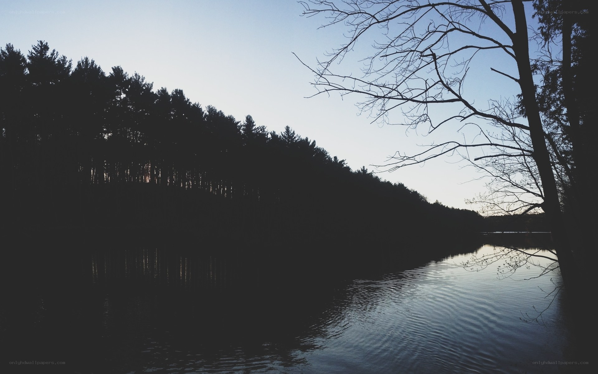 Silhouette of trees at dusk