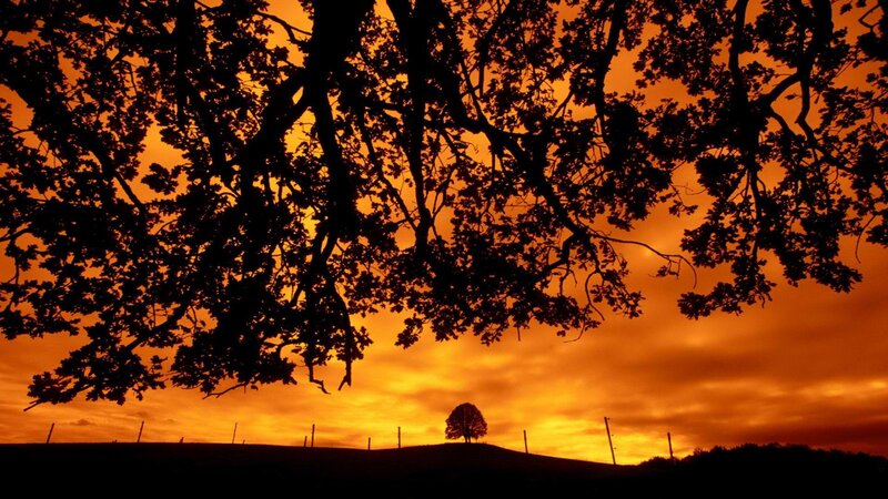Silhouette of trees at sunset