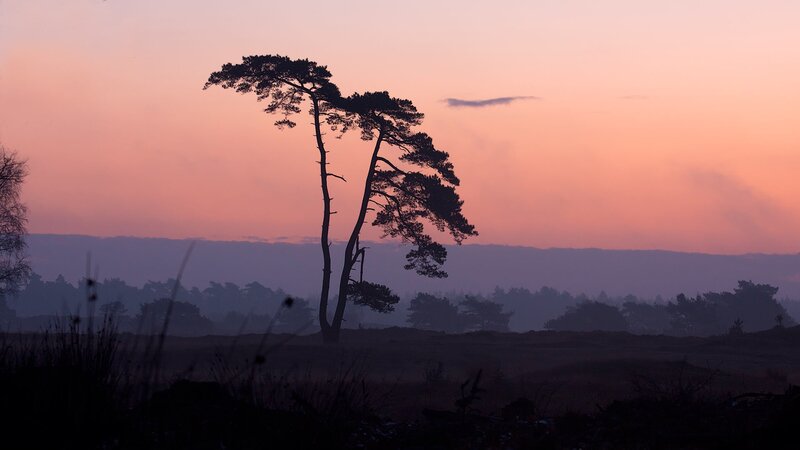 Silhouette of trees at sunset