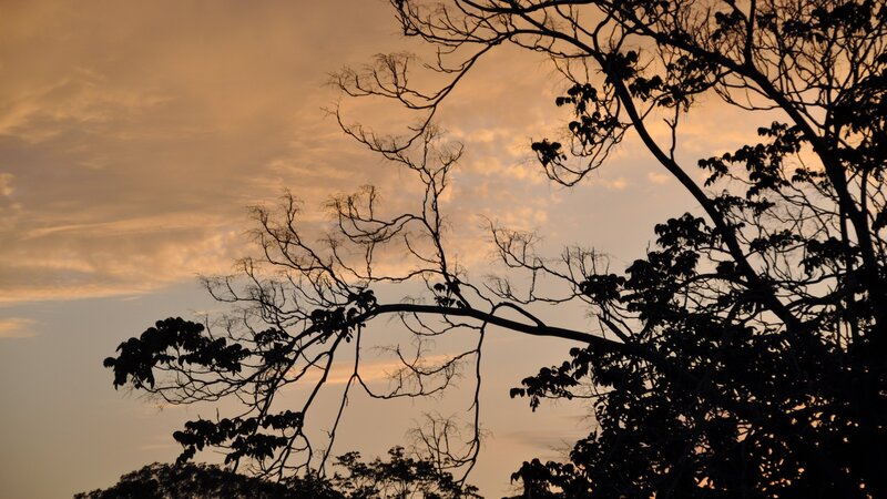 silhouette of trees at sunset