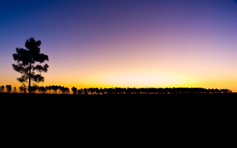 Silhouette of trees at sunset