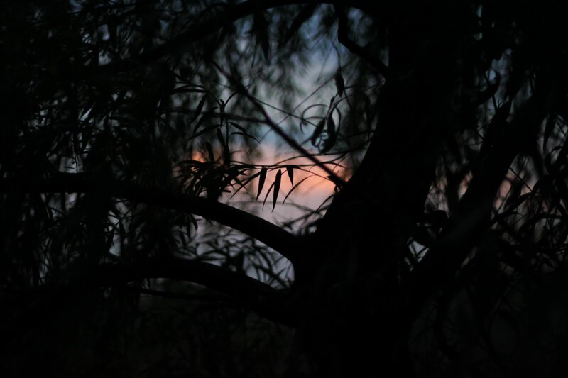 silhouette of trees at sunset