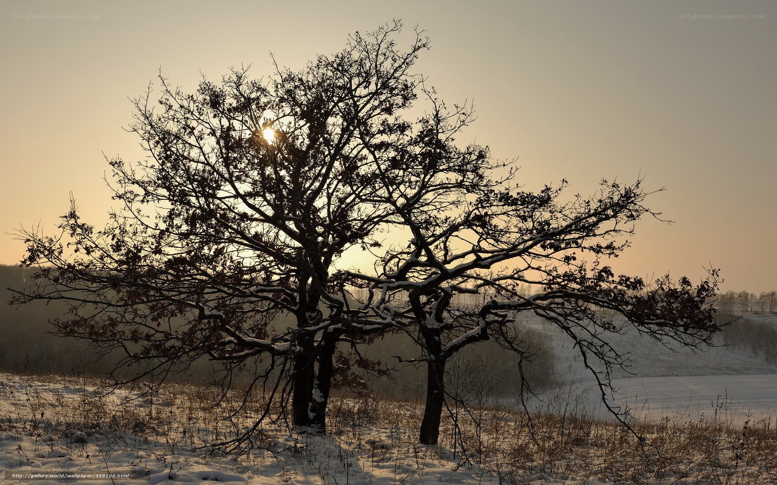 Silhouette of trees at sunset