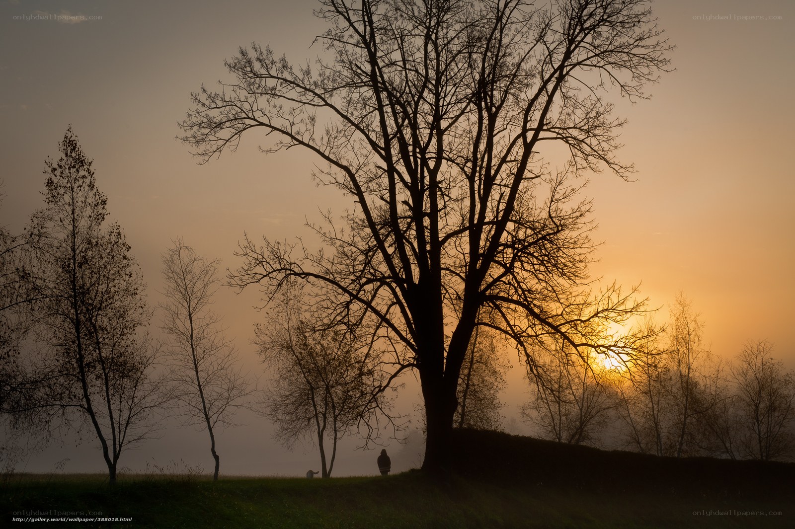 Silhouette of Trees at Sunset