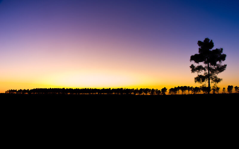Silhouette of trees at sunset