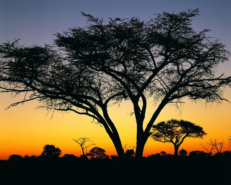 Silhouette of trees at sunset