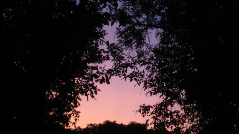 silhouette of trees at sunset