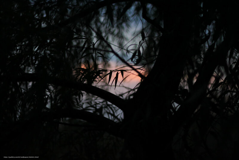 Silhouette of Trees at Sunset