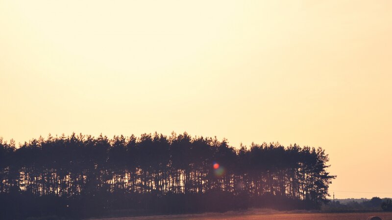 Silhouette of Trees at Sunset — Yellow