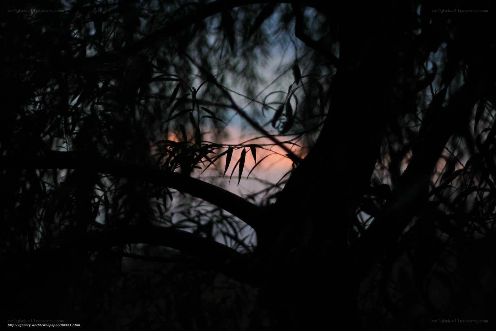 Silhouette of Trees at Sunset