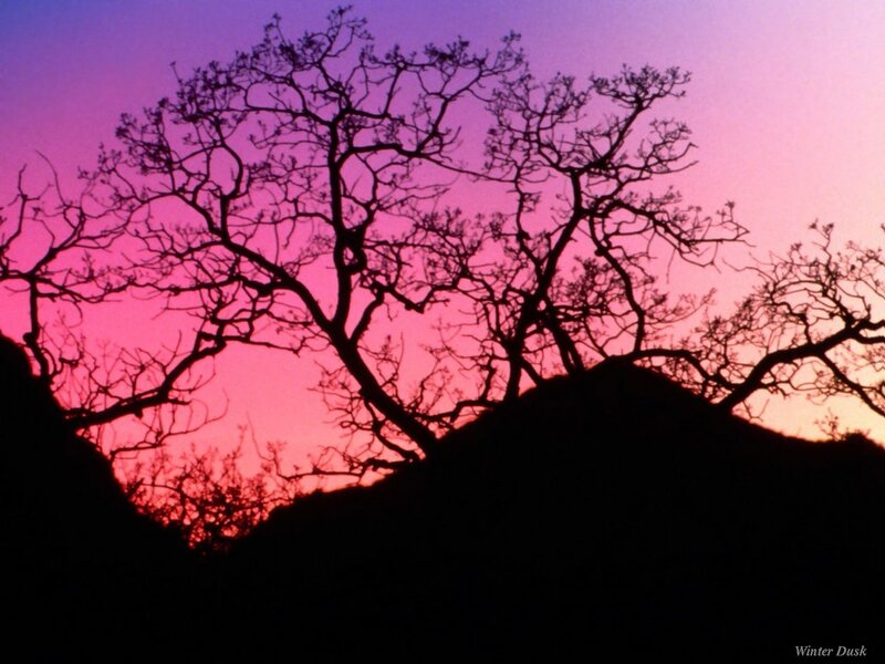 Silhouette of Trees at Winter Dusk