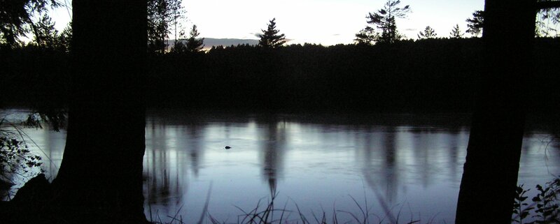 silhouette of trees by a lake