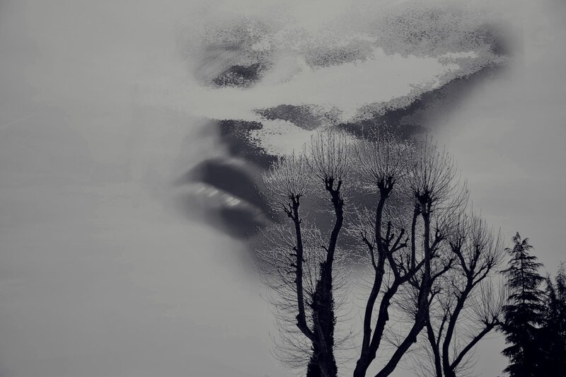 Silhouette of Trees