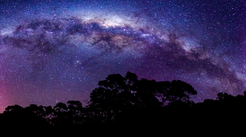 Silhouette of Trees under Stars